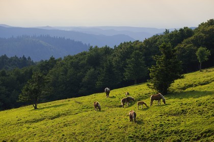 France, Vosges (88), la route des Crêtes, chevaux aux paturages vers le col de la Schlucht