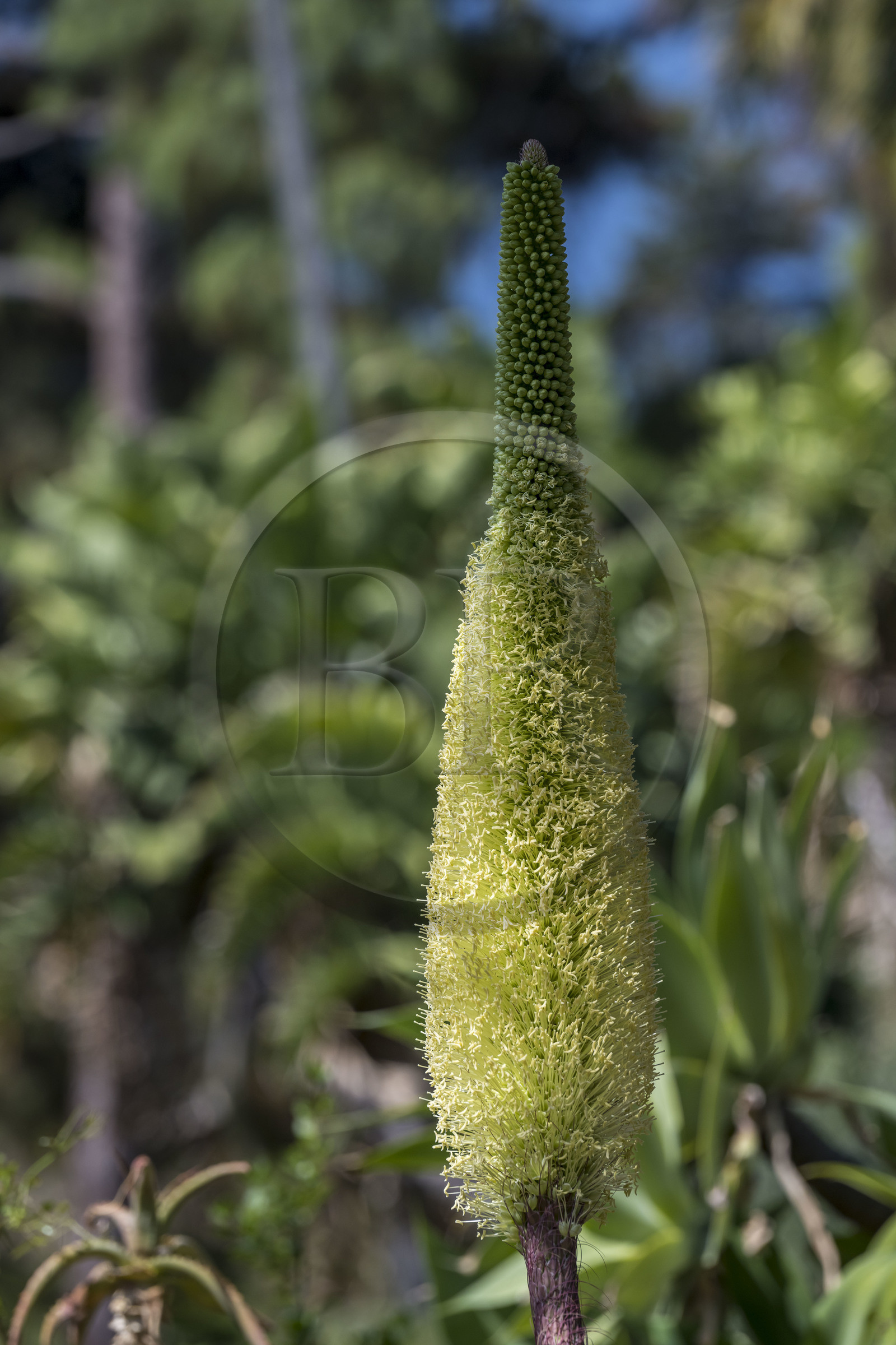 Italie, Ligurie, Province d'Imperia, Vintimille, Jardin botanique Hanbury, fleur d'agave à cou de cygne (Agave attenuata)