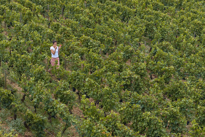 France, Cote d'Or, Climats terroirs of Burgundy listed as World Heritage by UNESCO, Cote de Beaune, Beaune, parcelle Les Greves planted in 1er cru de Beaune, the winegrower and winemaker of the Hospices de Beaune Ludivine Griveau, measures the alcohol content of the grapes with her refractor, tastes the skin and pulp of the grapes, and monitors the bunches and the apex.