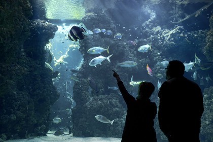 Principauté de Monaco, Monaco, le musée océanographique, aquarium du Lagon au Requins