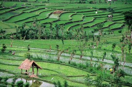 Indonesia, Bali island, rice plantations in terraces in the area of Tirtagangga