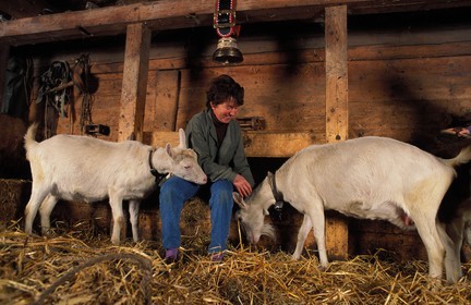Suisse, région de Bern (Oberland Bernois), Saanenland, Gstaad, chèvres dans la ferme de Mme Raaflaub