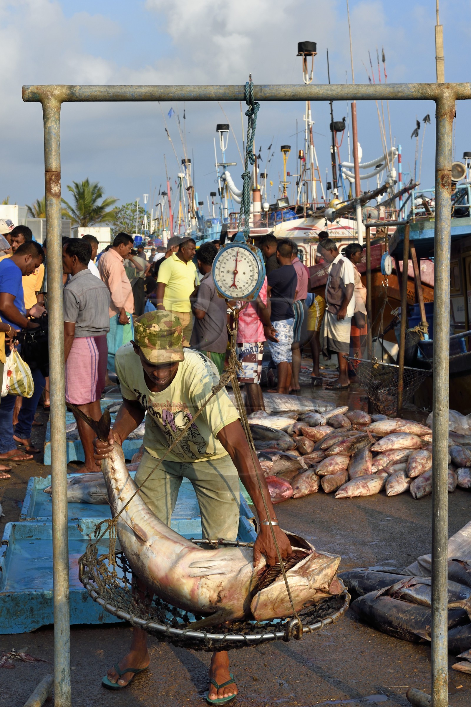 Sri Lanka, Province du Sud, Matara (district), Weligama, port de pêche de Mirissa, pesée et vente de poissons sur le quai au retour de la pêche