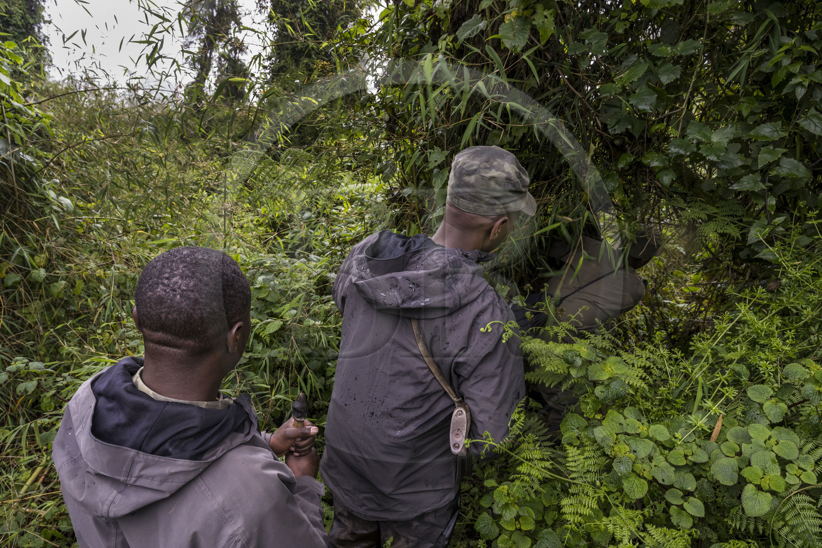 Rwanda, Province du Nord, Parc National des Volcans dans la chaine des Monts Virunga, mont Karisimbi, gardes et pisteurs du Parc accompagnant des touristes à la rencontre des gorilles des montagnes du groupe Susa