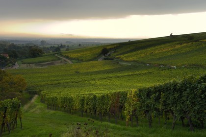 France, Haut-Rhin (68), Route des Vins d'Alsace, Hunawihr, labellisé Les Plus Beaux Villages de France, le vignoble