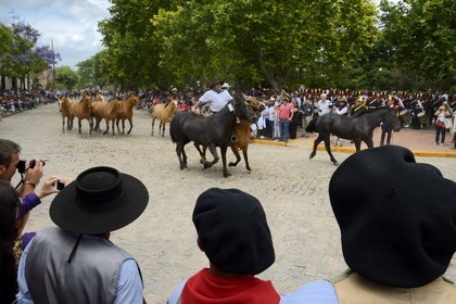 Argentina, Buenos Aires Province, San Antonio de Areco, Tradition Day festival (Dia de Tradicion), gaucho with his herd of horses