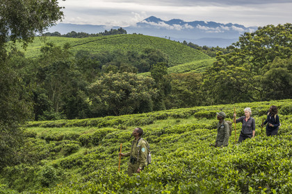 Rwanda, Province de l’Ouest, Gisakura, Parc national de Nyungwe, le garde de African Parks Claver Mtoyinkima guidant des touristes sur la piste des Colobes de Ruwenzori (Colobus angolensis ruwenzorii) pendant un safari à pied dans la forêt tropicale humide naturelle bordée par les plantations de thé, les montagnes de Kahuzi-Biega dans la République démocratique du Congo en arrière plan