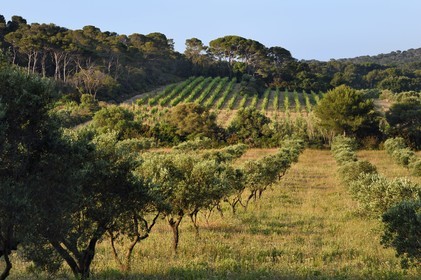 France, Var, Iles d'Hyeres, Parc National de Port Cros (National park of Port Cros), Porquerolles island, vineyards and orchards of olive tree collections of the National Mediterranean Botanical Conservatory in the Porquerolles plain