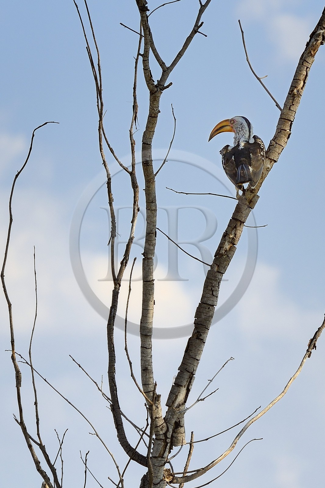 Zimbabwe, province de Matabeleland septentrional, parc national Hwange, southern yellow-billed hornbill (Tockus leucomelas)