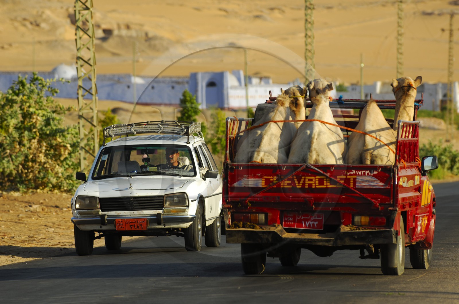 Egypte, Haute Egypte, Nubie, vallée du Nil, Assouan, la rive ouest, dromadaires sur un pick up