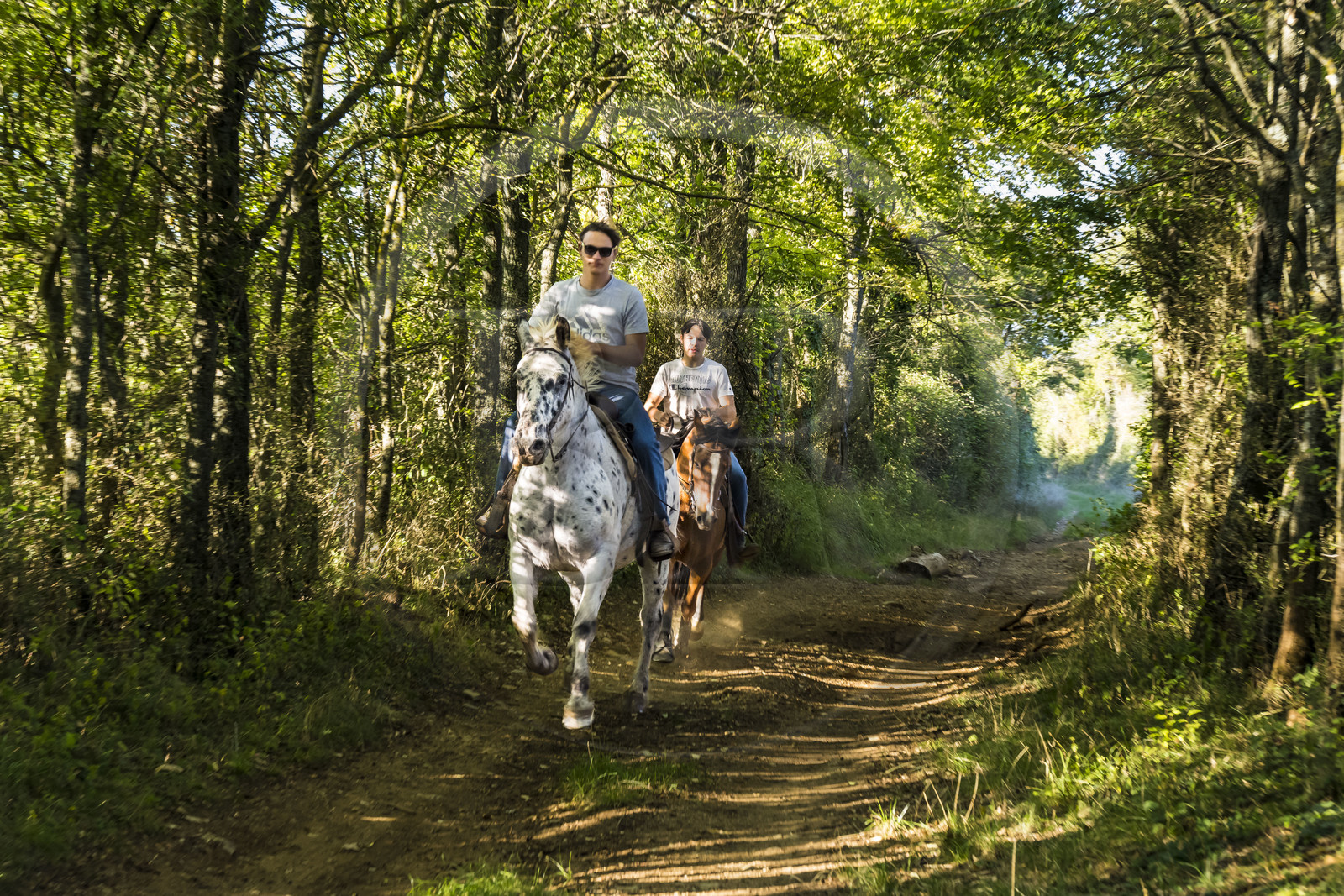 France, Hérault (34), les Causses et les Cévennes, paysage culturel de l'agro-pastoralisme méditerranéen inscrit au Patrimoine Mondial de l'UNESCO, La Vacquerie-et-Saint-Martin-de-Castries, le Mas de Cisco, Julian et son frère Charlie Amposta en route pour regrouper le troupeau de vaches