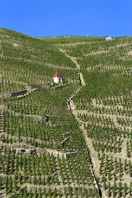 France, Rhone, Parc Naturel Regional du Pilat (Natural Regional Park of Pilat), Ampuis, Cote Rotie AOC vineyards