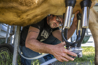 France, Finistère (29), Mer d'Iroise, Ile d'Ouessant, Thomas et Marie Richaud éleveurs de la ferme Les vaches aux 4 vents, traite en paturage mobile