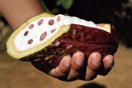 Sri Lanka, Central Province, Matale District, Kawudupelella, Ranweli Spice Garden, cocoa pod, the fruit of the cacao tree