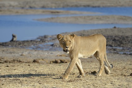 Zimbabwe, Matabeleland North Province, Hwange National Park, lion (Panthera leo) around a pond