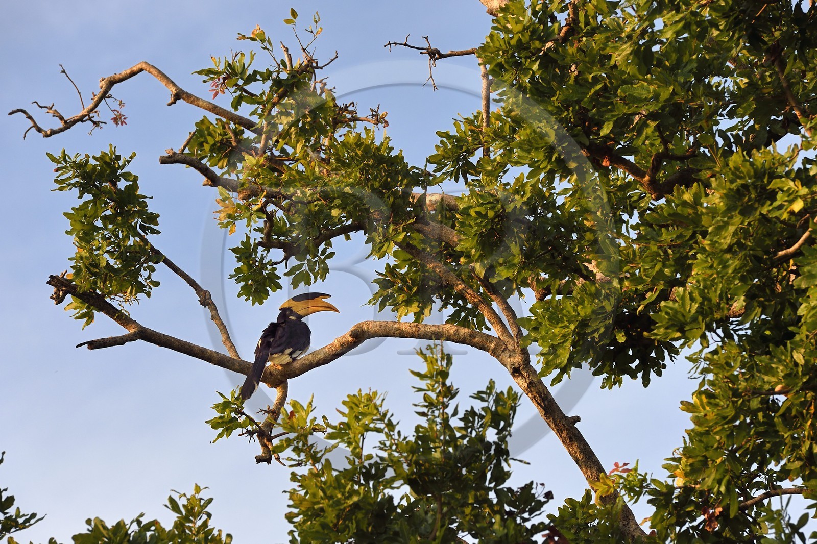 Sri Lanka, province d'Uva, Parc national d'Uda Walawe (Udawalawe National Park), Calao de Malabar (Anthracoceros coronatus)