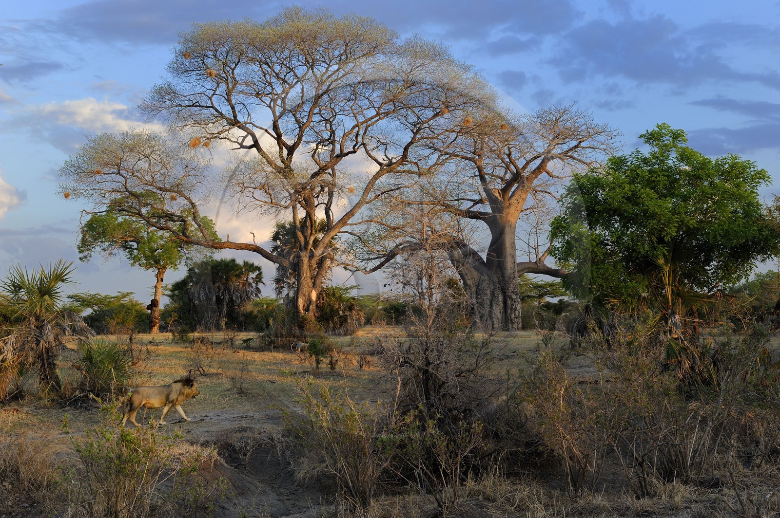 Tanzanie, Reserve de gibier de Selous une des plus grandes zones protégées au monde et inscrite sur la liste du patrimoine mondial de l’Unesco depuis 1982, lion (Panthera leo)