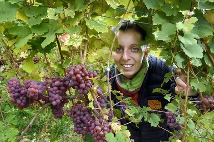 France, Bas Rhin, the Alsace Wine Route, Nothalten, grape harvest on a gewurztraminer plot of the Wine estate Philippe Sohler at Epfig, the viticulturist Lydie Sohler