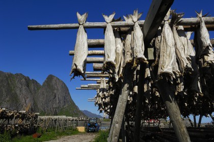Norway, Nordland County, Lofoten Islands, Moskenes island, codfish drying at Sakrisoya near Reine
