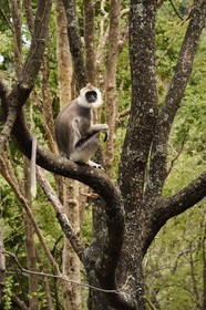 Sri Lanka, Province d'Uva, Ella, Entelle gris (Semnopithecus priam)
