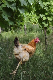 France, Bas Rhin, the Alsace Wine Route, Traenheim, Wine estate MULLER Charles & Fils, chicken implantation tests in the vineyards to allow organic maintenance