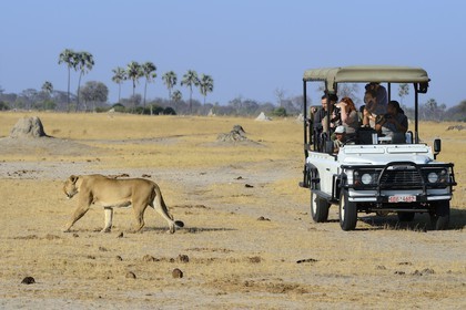 Zimbabwe, Matabeleland North Province, Hwange National Park, tourists in a four-wheel-drive watching a lion (Panthera leo)