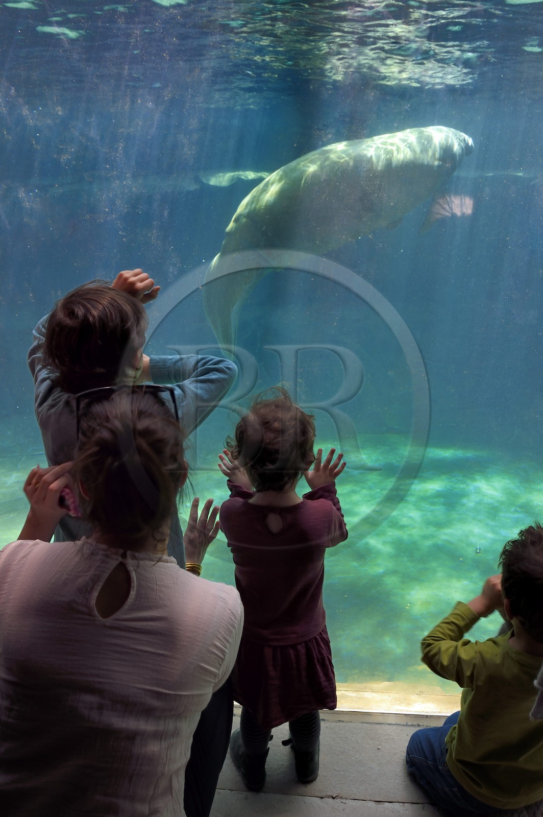 France, Paris (75), Le Parc zoologique de Paris (Zoo de Vincennes), lamantin aussi appelé vaches de mer (Trichechus) dans son bassin sous la Grande Serre située dans la biozone Guyane