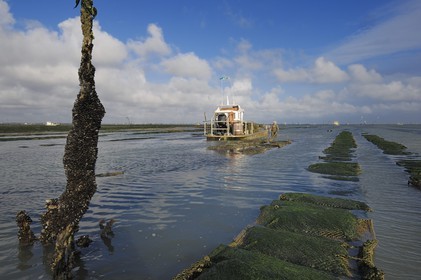 France, Charente-Maritime (17), le bassin Marrennes-Oléron au large de l'Ile d'Oléron, chaland dans les parcs à huîtres