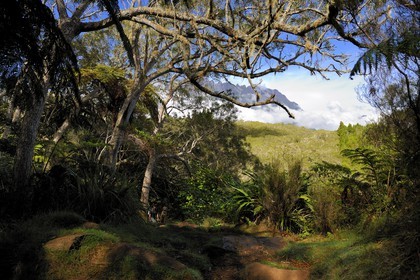 France, Reunion island (French overseas department), Belouve forest