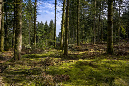 France, Nièvre (58), Parc naturel régional du Morvan, Dun-les-Places, déboisement selectif suite aux attaques de scolytes dans la forêt de Breuil-Chenue au lieu dit Dolmen de Chevresse