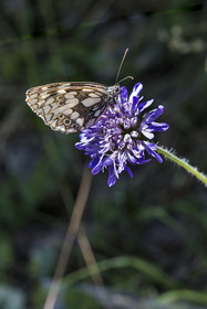 France, Hautes Alpes (05), Chateauroux-les-Alpes, papillon Demi-deuil (Melanargia galathea)