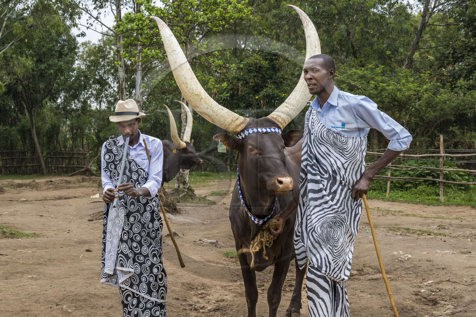 Rwanda, Province du Sud, Nyanza, musée du Palais royal Rukari, vaches royales à longues cornes appellée Inyambo ou watusi