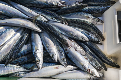 France, Herault, Sete, Fishing port, unloading of the catch (mackerel) after the return of the trawlers to the quay