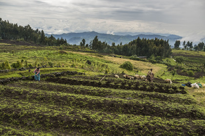 Rwanda, Province du Nord, District de Musanze (Ruhengeri), culture des champs sur les pentes volcaniques du mont Karisimbi dans les montagnes des Virunga en bordure du Parc national des Volcans où vivent les gorilles