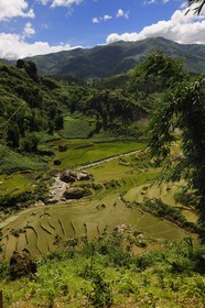 Vietnam, Lao Cai province, Sapa district, rice plantations in terraces by the Black Hmong minority group