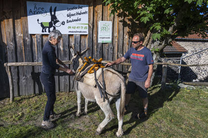 France, Haute-Loire (43), Le Monastier-sur-Gazeille, hiking with a donkey on the Robert Louis Stevenson Trail (GR 70), meeting with the donkey Anatole at Christophe Galland from Ane Azimut who teaches us how to pack it