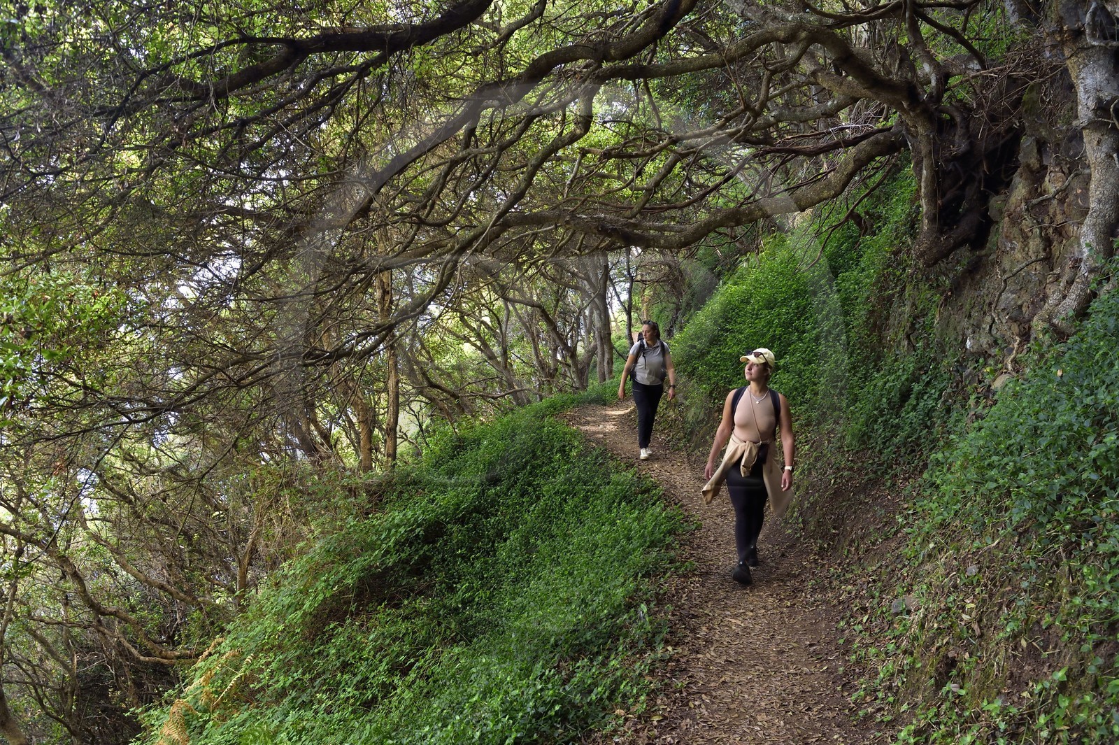 Portugal, Madeira Island, hike from Machico to Porto da Cruz by the Vereda do Larano, hikers on the path carved into the side of the wall crossing forests of myrtle acori