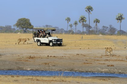 Zimbabwe, Matabeleland North Province, Hwange National Park, tourists in a four-wheel-drive watching a group of lions (Panthera leo)