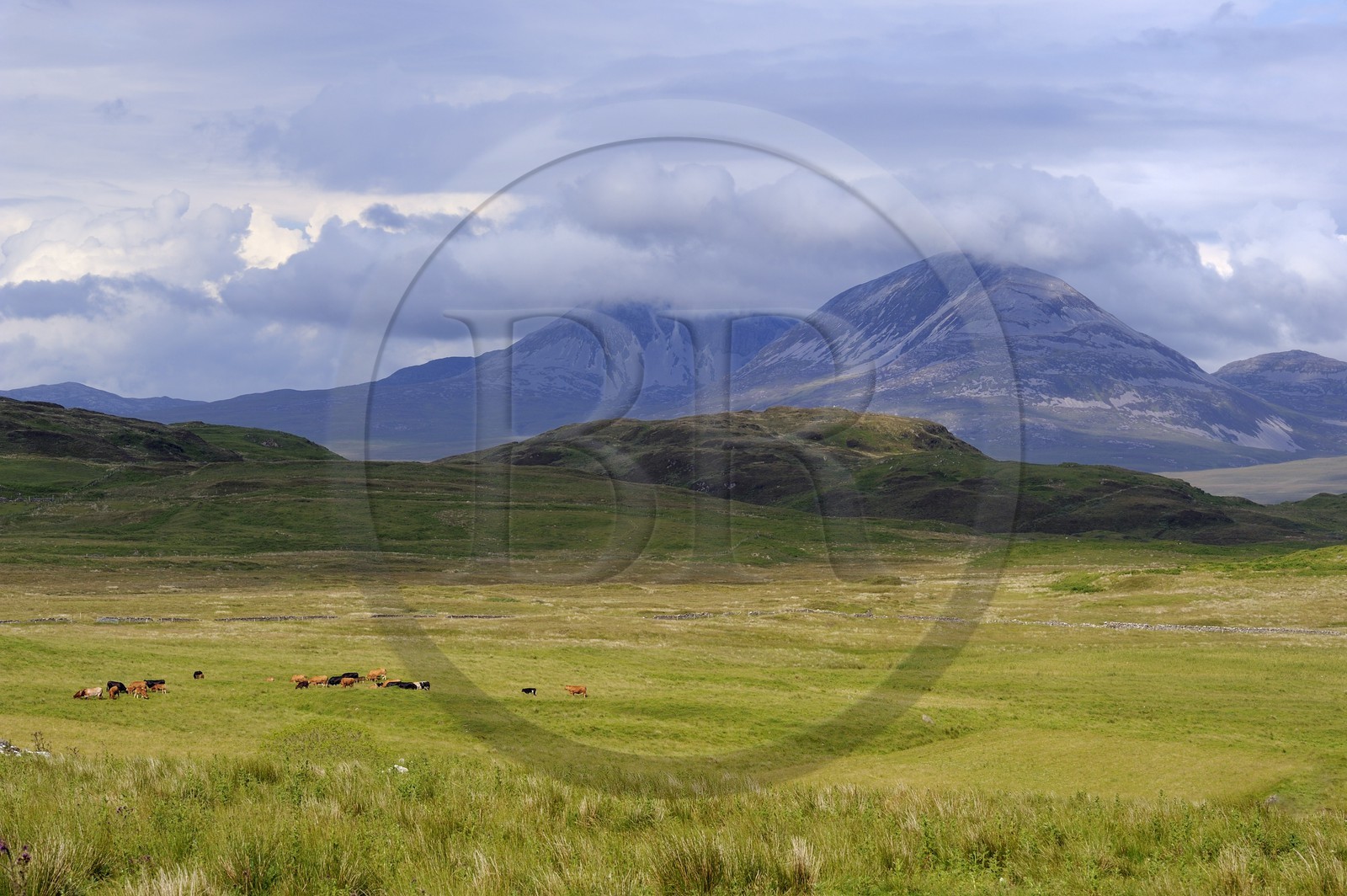Royaume-Uni, Ecosse, Hébrides intérieures, Ile de Islay, vaches au paturage dans les prairies du Nord-Est de l'île et les montagnes de l'île de Jura en arrière plan