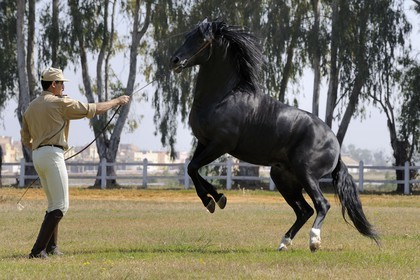 Morocco, Meknes Tafilalet Region, Royal Stud farm of Meknes, Oumas thoroughbred Arabian Barb horse