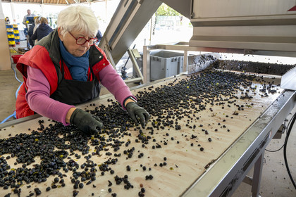 France, Côte-d'Or (21), les climats de Bourgogne classés Patrimoine Mondial de l'UNESCO, Beaune, Cuverie des Hospices de Beaune, trie et éraflage (ou égrappage) mécanique, juste après la vendange et avant de presser le raisin, pour enlever la partie végétale