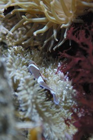 France, Manche, Cherbourg, Cite de la Mer museum, the aquarium, Clownfish or anemonefish (Amphiprioninae)