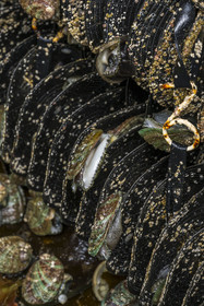 France, Finistère (29), Pays des Abers, estuaire de l'Aber Wrac'h, ormeau (haliotis tuberculata) issu d'un élevage en pleine mer nourri aux algues par France Haliotis
