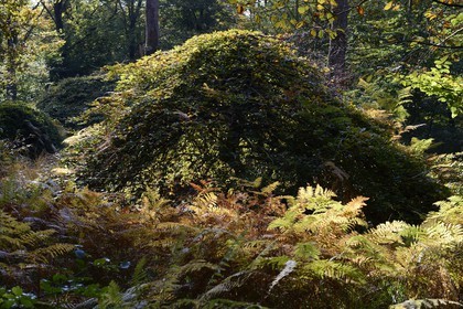 France, Marne, Parc Naturel de la Montagne de Reims (Natural Park of Montagne de Reims), Verzy, les Faux de Verzy, Verzy forest is the main nature reserve in the world for these extraordinary tortuous and winding beech trees