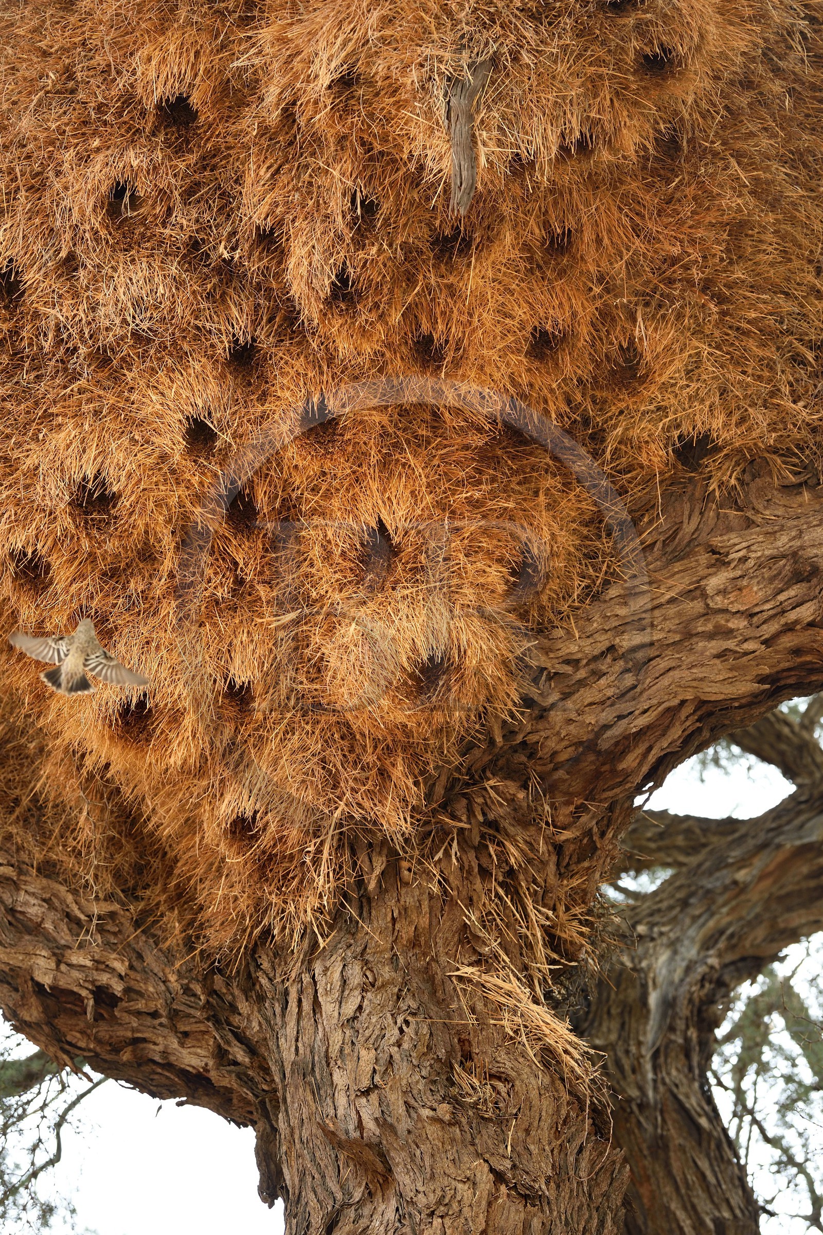Namibie, région de Hardap, un grand nid d'oiseaux de Républicain Social dans un arbre d'acacia