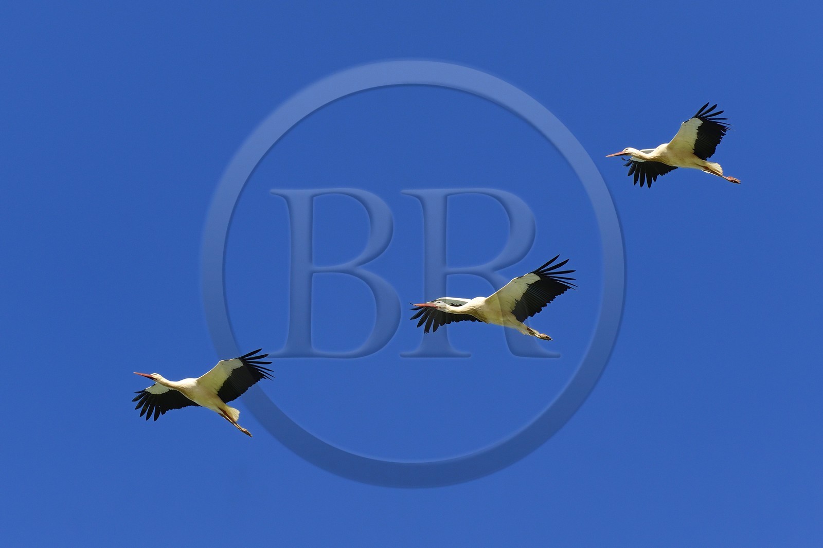 Espagne, Andalousie, province de Séville, Utrera, vol de cigognes