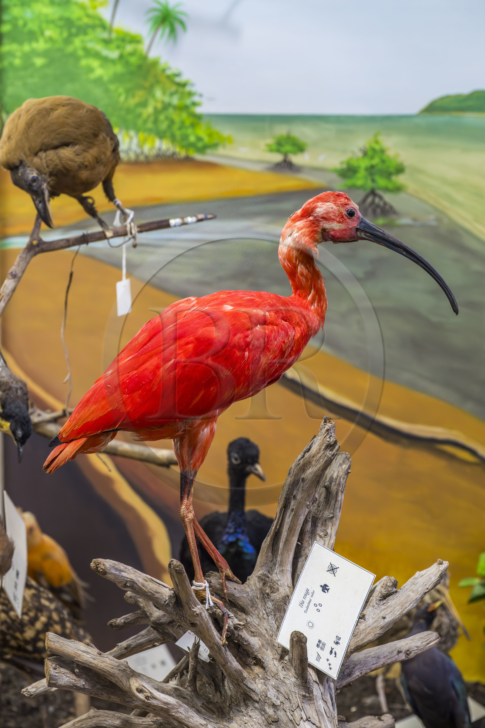 France, Guyane, Cayenne, musée départemental Alexandre-Franconie, Ibis rouge (Eudocimus ruber) naturalisé