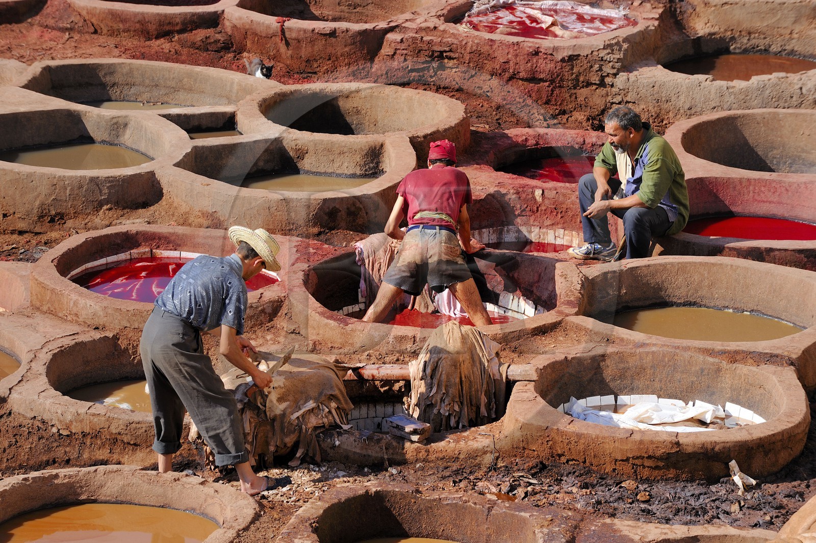 Maroc, Moyen Atlas, Fès, ville impériale, médina classée Patrimoine Mondial de l'UNESCO, Fès el Bali, quartier des tanneurs, Chouara