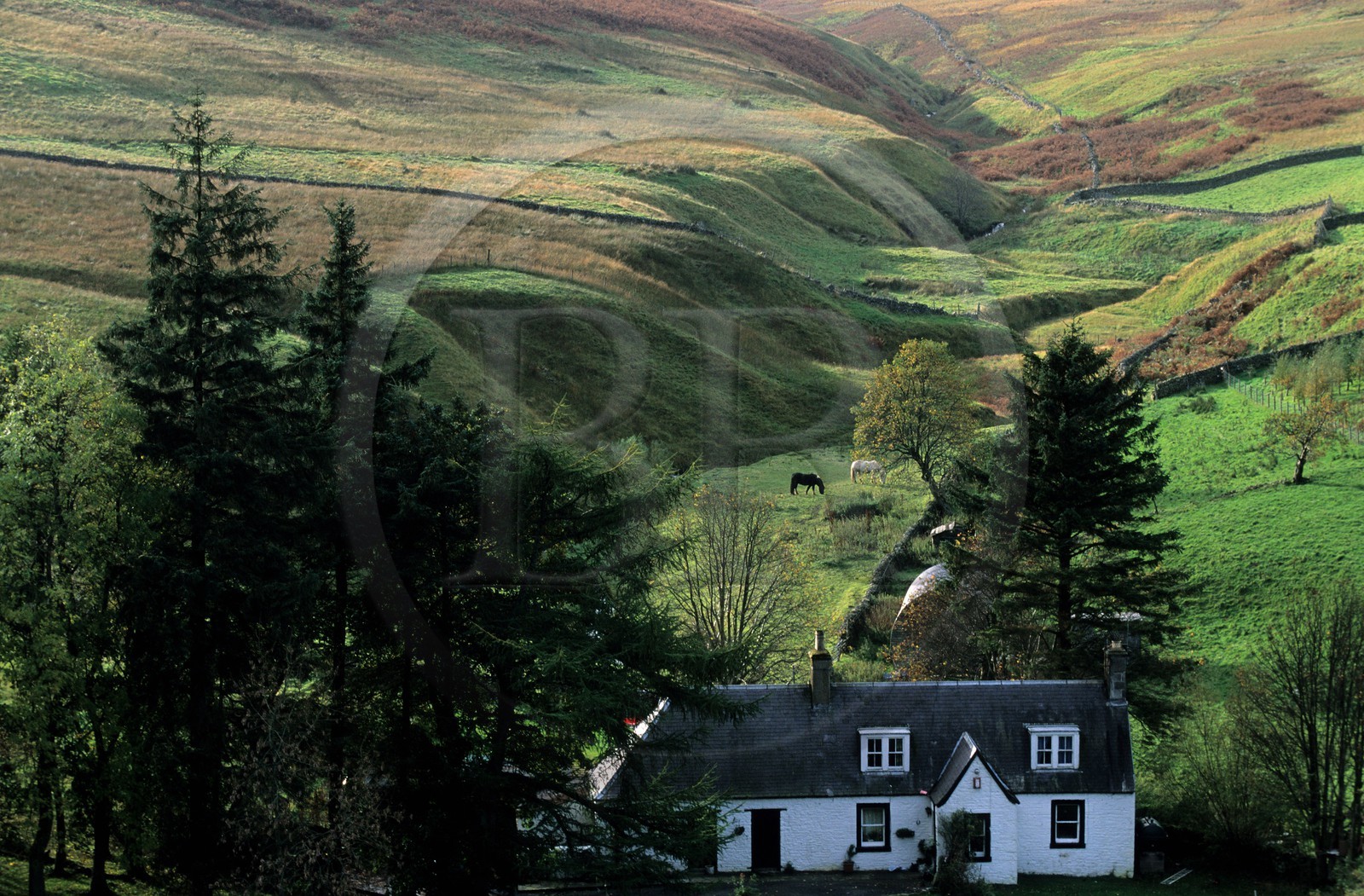 Royaume-Uni, Ecosse, région des Borders, ferme dans la lande
