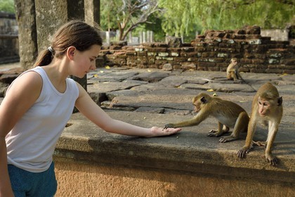 Sri Lanka, province du Centre-Nord, Polonnaruwa, l'ancienne capital du pays (XIe au XIIIe siècle) est classée au Patrimoine Mondial de l'UNESCO, terrasse de la relique de la Dent (Dala Maluwa), rencontre avec des macaques
